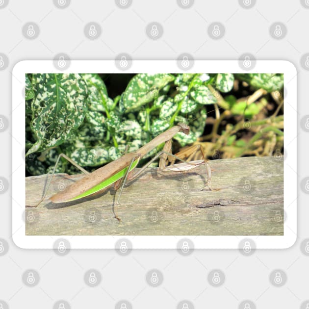 Praying Mantis No.2 Sticker by MaryLinH